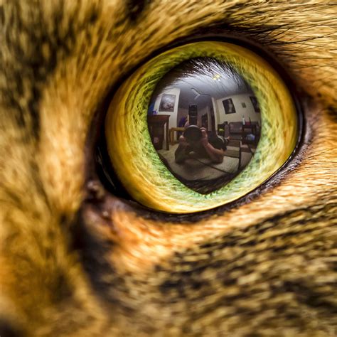 www.michaeljolliffe.smugmug.com #macro #portrait #cat #eye #reflection ...