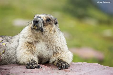 Hoary Marmot – Joe Fuhrman Photography