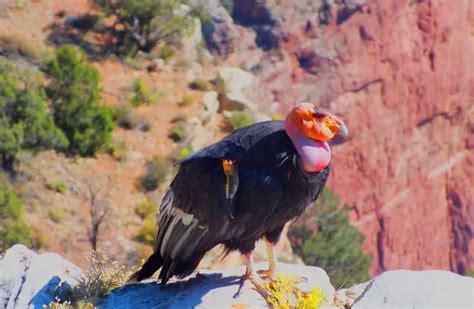 California Condor - Description, Habitat, Image, Diet, and Interesting ...