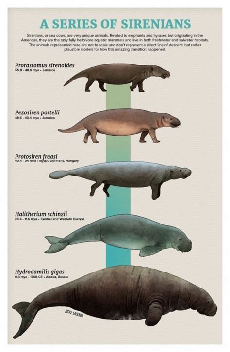 Evolution of the manatee/sea cow and dugong. Artist is Julio Lacerda # ...