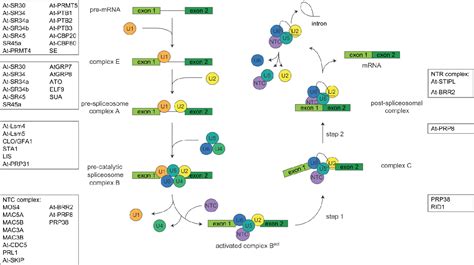 Figure 2 from Pre-mRNA Splicing in Plants: In Vivo Functions of RNA ...