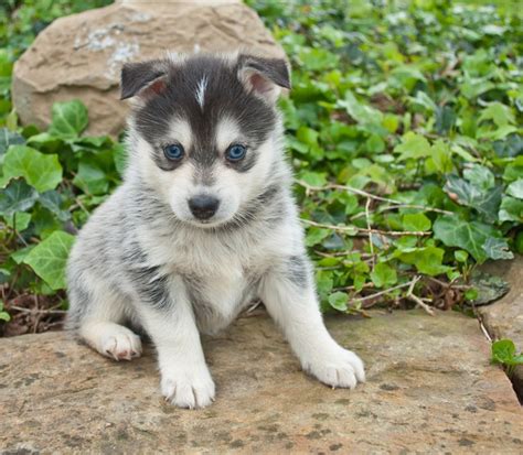 7 Things You Need to Know Before Buying a Pomsky - Animalso