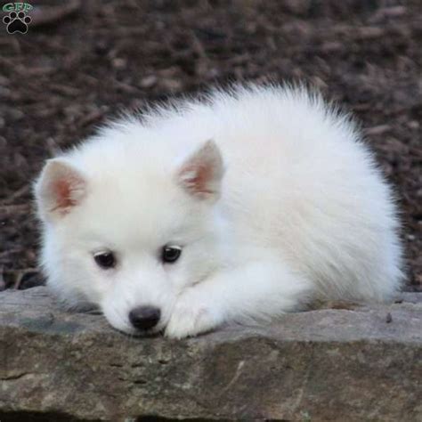 Chloe - Huskimo Puppy For Sale in Ohio