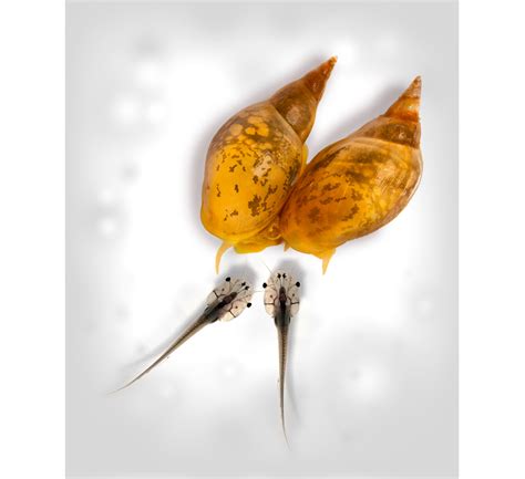 Snail Shells Add a New Twist to the Mystery of Animal Asymmetries ...