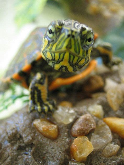 I think this is the cutest turtle photo I've ever seen. | Cute baby ...