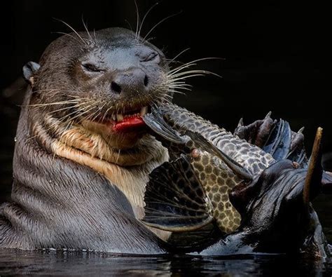 The revitalization of giant otters in Ecuador - A Luxury Travel Blog