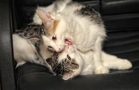 Two Cats Playing And Fighting Stock Image - Image of clawing ...