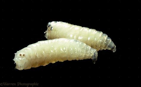 17 Horse fly larvae ideas | horse fly, larvae, flying