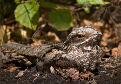 European Nightjar, or Just Nightjar Stock Image - Image of panoramic ...