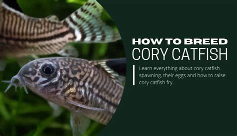 Ultimate Guide To Breeding Cory Catfish [+ Infographic] | Keeping Catfish