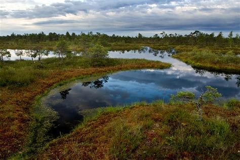 Premium Photo | Swamp landscape