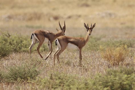 Dorcas Gazelle | Gazelle, Mammals