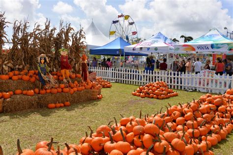 Top 9 Pumpkin Patches To Visit This Fall in Florida (2021 Guide ...