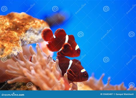 Clownfish or anemonefish stock image. Image of reach - 55683487