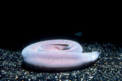 Pacific Hagfish Habitat