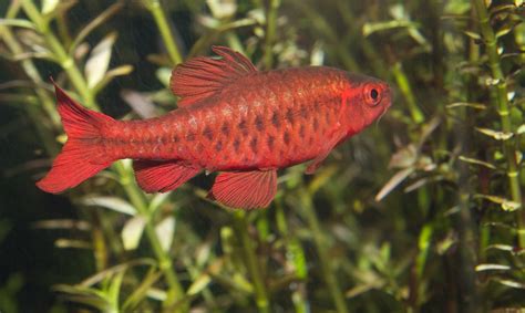 Aquarium Fische (deutsches Artenregister) - aqua-tipps.de