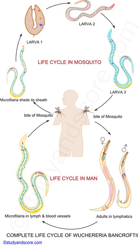 Filariasis: Introduction, Structure of Filarial worm, Life cycle of ...