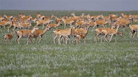 Mongolian gazelle migration must not be stopped | WWF