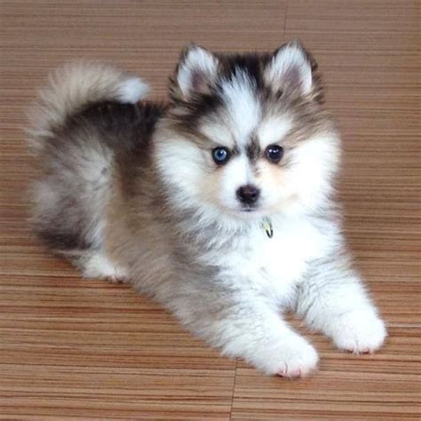 23 best Pomsky images on Pinterest | Pomsky puppies, Puppy pictures and ...