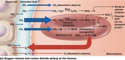 carboxyhemoglobin and carbaminohemoglobin - Google Search | Anatomy and ...