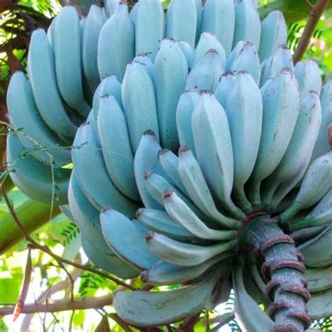 Blue Banana Plants for Sale / Blue Java Banana - Exotica NZ