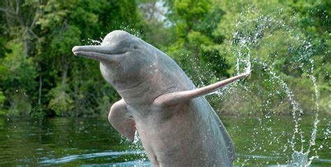 India to launch 'Project Dolphin' to conserve river dolphins