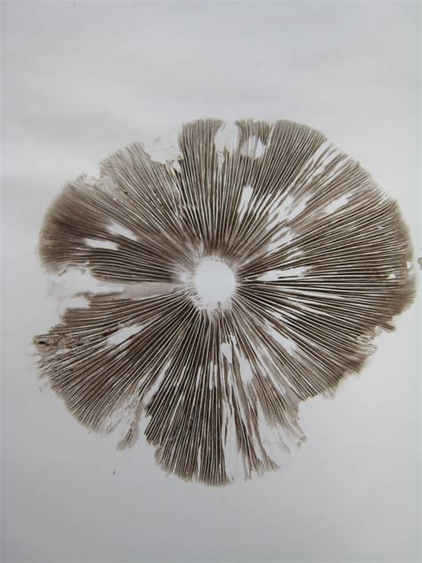 Lynn Corsi Bland: Mushroom Spore Prints