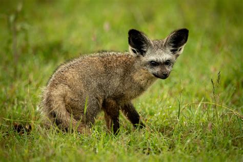 Bat-eared Foxes can eat over a million termites a year! - The Wolf Center