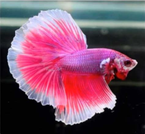 Betta Fish Facts and Different Types of Betta Fish | Aqua Movement