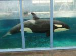 Judge Rules Morgan should be moved to Loro Parque ASAP. | The Orca Project