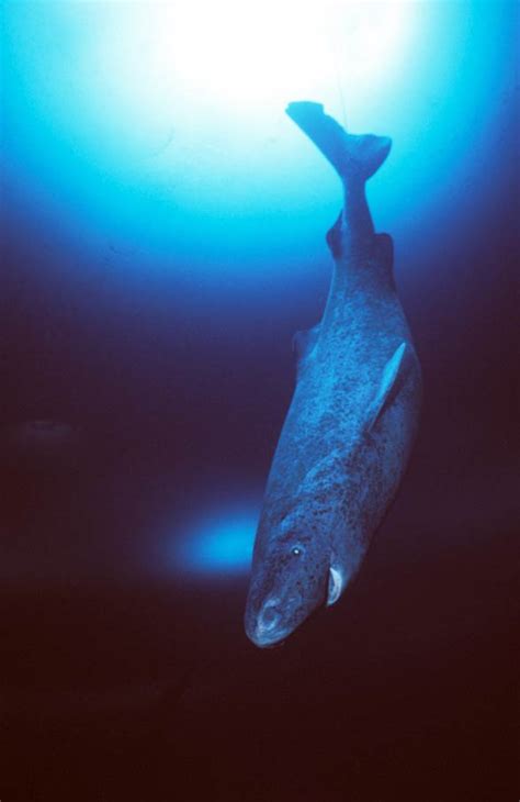 Greenland shark – long-lived shark | DinoAnimals.com