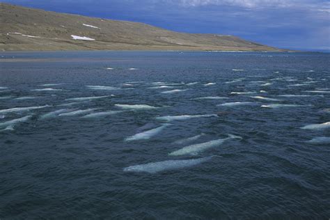 Beluga Whale: Species Facts, Info & More | WWF.CA