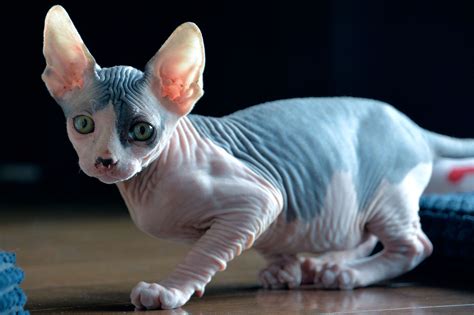 Sphynx Cat Breed Information and Their Facts