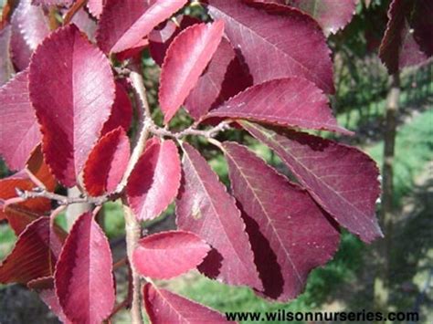 Frontier Elm – Wilson Nurseries