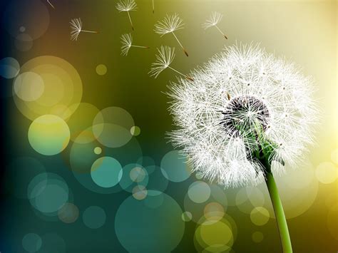 Dandelion Backgrounds - Wallpaper Cave