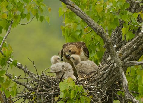 Lifecycle of a Red-tailed Hawk nest - Iowa Natural Heritage Foundation