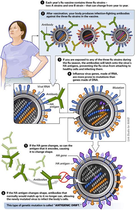 Antigenic Drift vs. Antigenic Shift