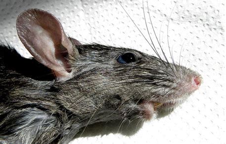 Rats not responsible for ‘Black Death’ in medieval Europe: study