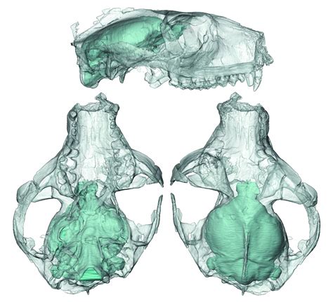 How did primate brains get so big? – Research News