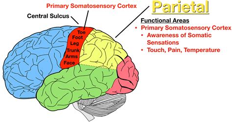 Where Is The Somatosensory Cortex Located In The Brain - Infoupdate.org