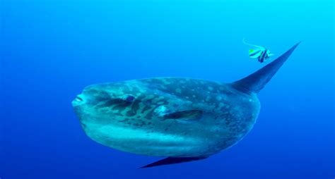 Ocean Sunfish Habitat, Adaptations, Diet