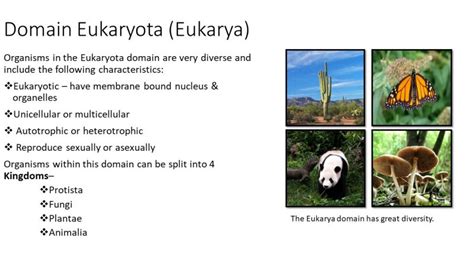 Eukarya Examples