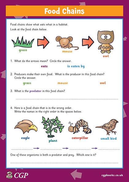 The Food Chain The Food Web From Simple To Complex Systems Children's ...