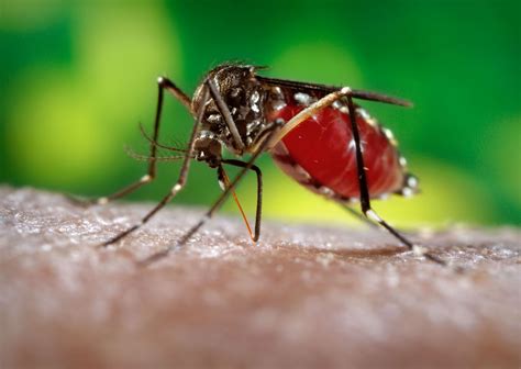 Dengue Mosquito Pictures | dengue mosquito pictures