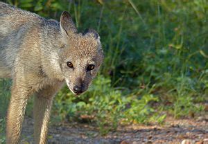 Side-striped jackal Facts for Kids