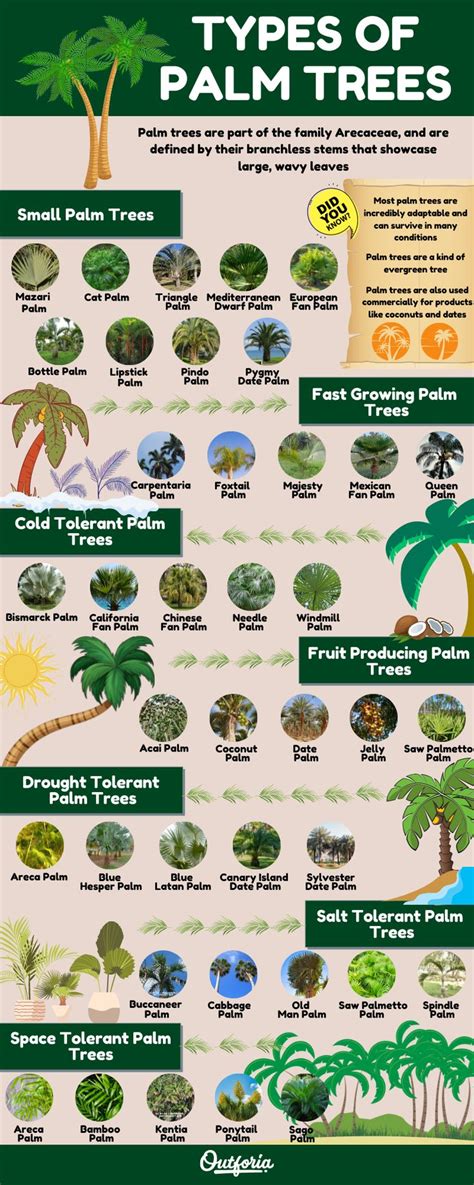 39 Types of Palm Trees: Complete Identification Guide with Images and ...