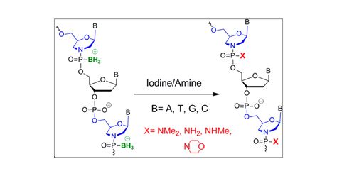 Synthesis of Phosphorodiamidate Morpholino Oligonucleotides and Their ...