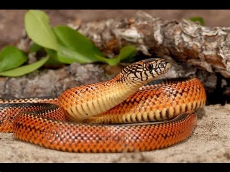 Kingsnake Feeding! - YouTube