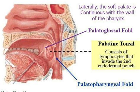 Palatine Tonsil | Soft palate, Palatine, Anatomy and physiology