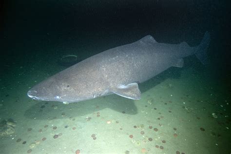 Greenland Shark – "OCEAN TREASURES" Memorial Library